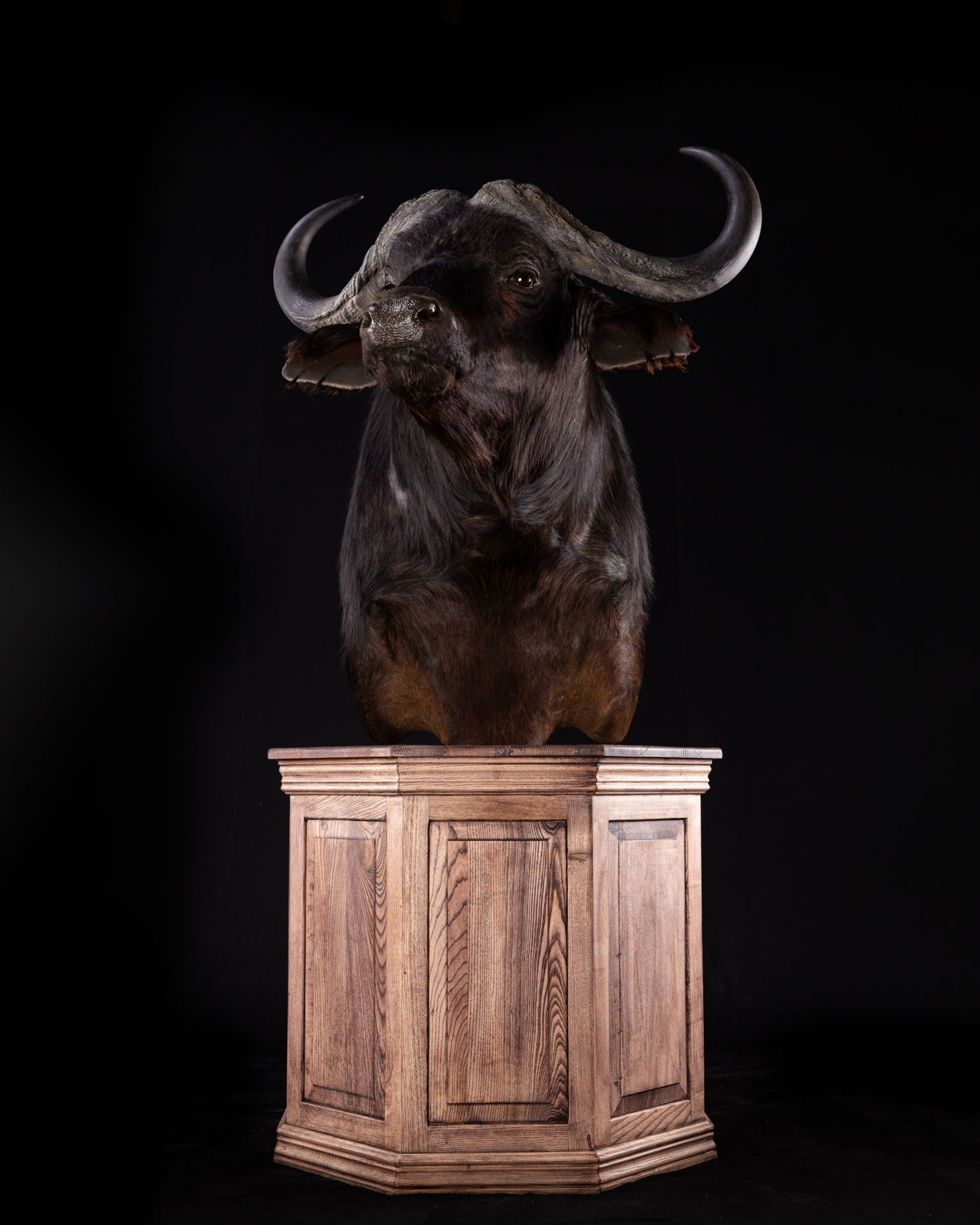 Buffalo Pedestal Mount Clean Base Splitting Image Taxidermy